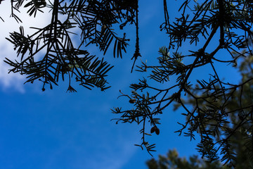 tree branch with leaves and blue sky background