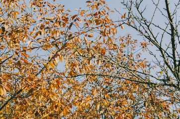 Tree And Sky