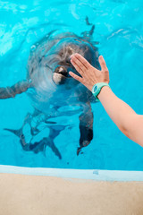 woman touching bottlenose dolphin in blue water. Coach training a dolphin. Dolphin Assisted Therapy