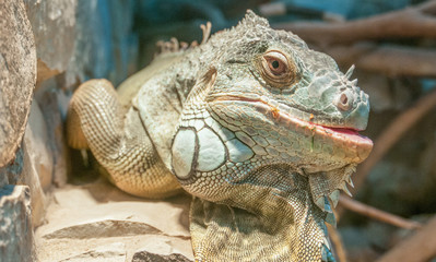 Iguana on the rocks, close-up