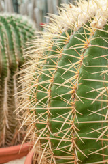 Green cactus. textured background 2