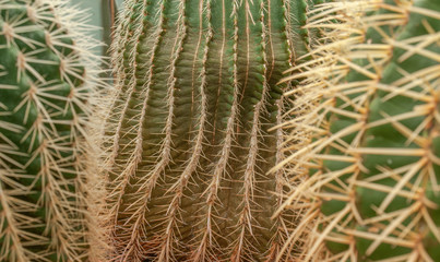 Green cactus. textured background 