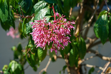 Close up view of pink Fuchsia arborescens solanaceae