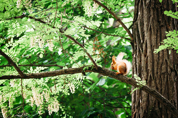 squirrel on a branch of a tree with green foliage