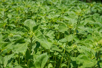 green plant outdoor in sun light for background