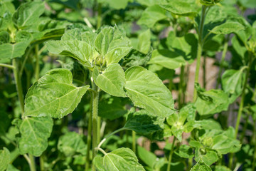 green plant outdoor in sun light for background