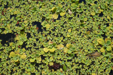 green water lily in pond