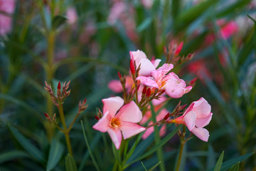 Obraz na płótnie Canvas hammer shrub, pink and red flower buds and leaves, cestrum elegans