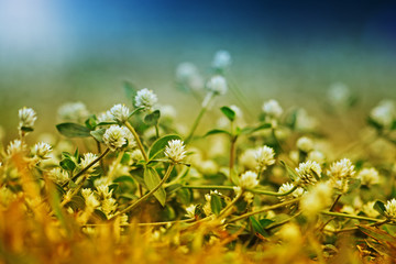 Flowers of Thymus mastichina. Small white flower on blurred background