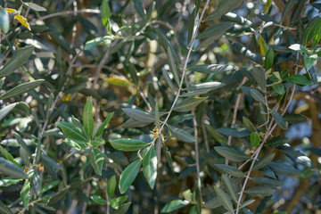 Olive Tree, Olea europaea, close up leaf view