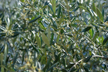 Olive Tree, Olea europaea, close up leaf view