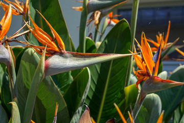 Orange Bird of Paradise flower, Strelitzia reginae malvaceae , on green garden background