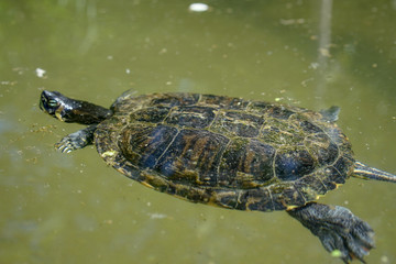 single small turtle with black shell swimming in pond
