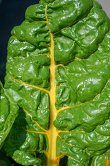 The leaf of salad close up outdoor in garden