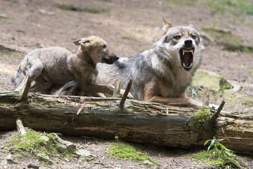 Wolf Zurechtweisung