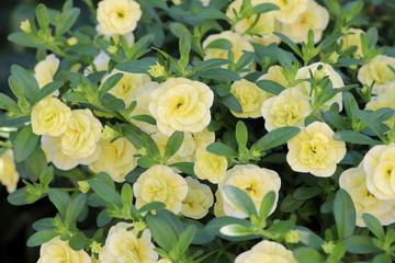 Petunia kleinblütig in Gelb