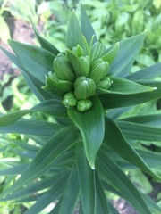 Obraz premium Green lily