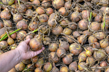 Harvest of onions is dried
