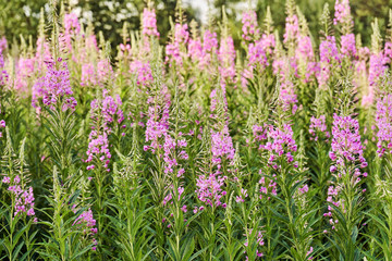Obraz premium Fireweed in russian village