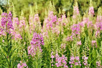 Obraz premium Fireweed in russian village