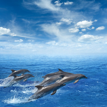 Dolphins jumping out of clear blue sea, blue sky with white clouds