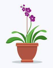 Oriental Purple Orchid Indoor Plant in Clay Pot