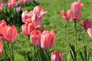 Beautiful bright pink tulips