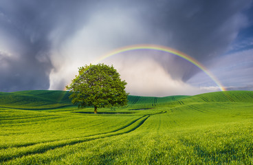 beautiful, double rainbow after passing a powerful downpour over a tree standing alone on a green field