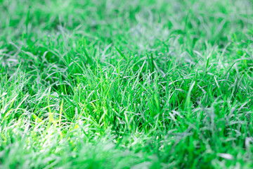 Green grass background texture, selective focus