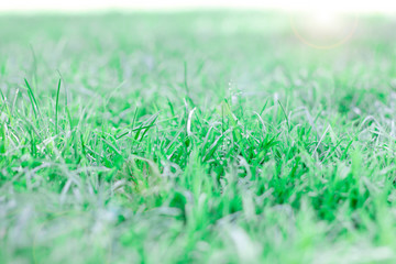 Green grass background texture, selective focus