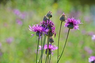 Maraly root a herb in Altai Russia