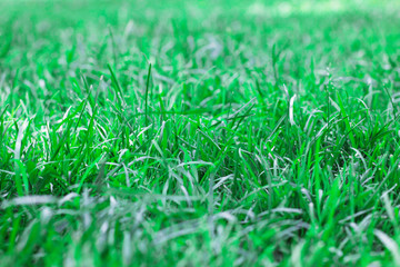 Green grass background texture, selective focus