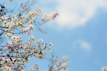 Pink Trumpet Tree,Tabebuia rosea,Cherry blossom or sakura flower like beside the road in Saraburi, Thailand