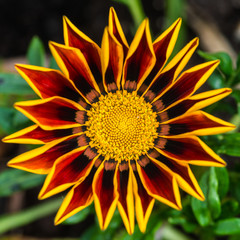 Red Gazania