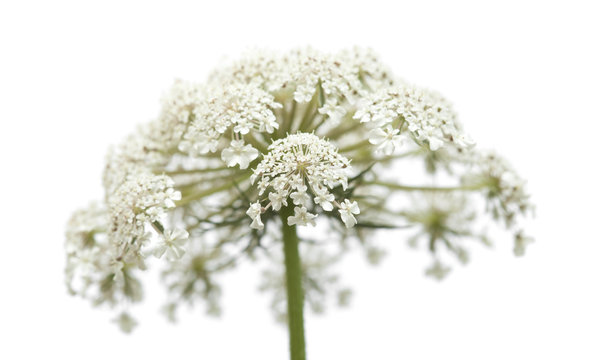  wild carrot flowers isolated