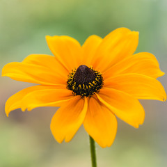Rudbeckia Twirl