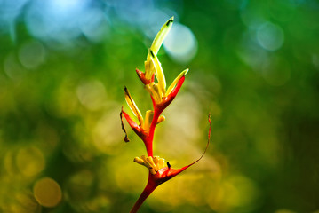 Yellow and red Heliconi paradise flower in the garden and Nature Background