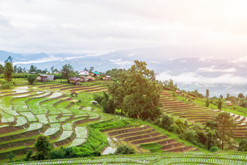 View Terraced Paddy Field in Mae-Jam Village, Chaingmai, Thailand