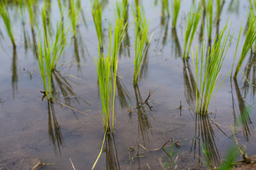 View Terraced Paddy Field in Mae-Jam Village, Chaingmai, Thailand