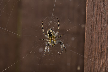 spider on web