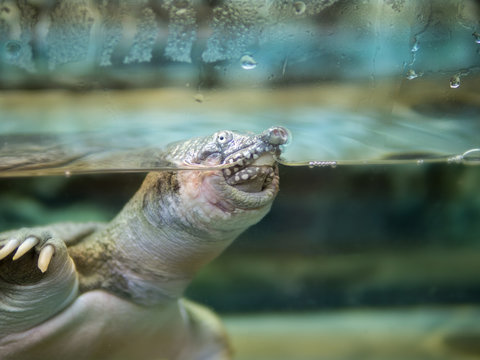 The Softshell turtle