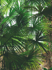 Fototapeta na wymiar green palm background