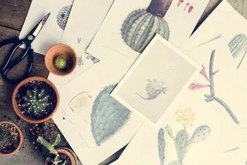 Drawings of different kinds of cactus