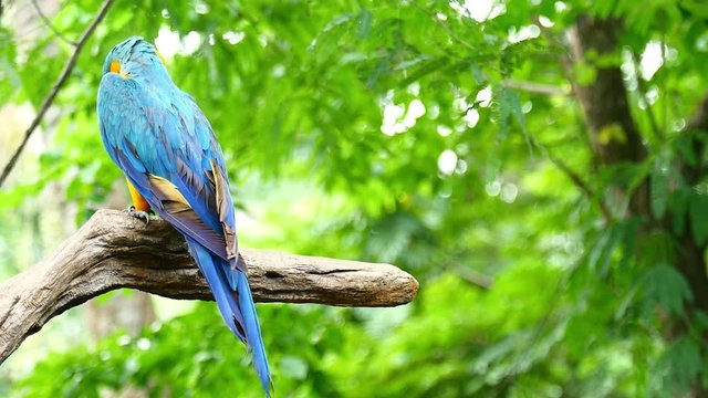 Macaw Parrot