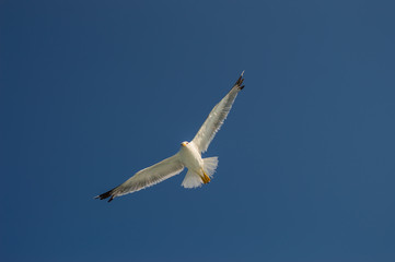 Seagull in flight with wings spread from below under