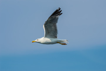 Fototapeta na wymiar Seagull in flight with wings spread in profile