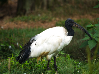 ibis