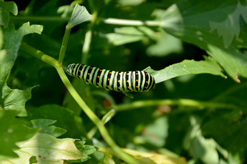 Schwalbenschwanz, Raupe 
