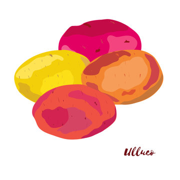 Ulluco. Flat design. Vector illustration.