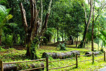 Fence bamboo walking the Si Dit waterfall , Phetchabun in Thailand.